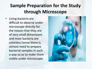 Sample Preparation for the Study
through Microscope
• Living bacteria are
difficult to observe under
microscope directly for
the reason that they are
of very small dimensions
and most bacteria are
colorless hence there is
utmost need to prepare
bacterial samples in such
a way so as to make them
visible under microscope.
 