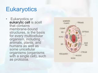 Eukaryotics
• Eukaryotics or
eukarytic cell is acell
that contains
membrane-bound
structures, is the basis
for every multicellular
organism, including
animals, plants, and
humans as well as
some unicellular
organisms (organisms
with a single cell), such
as protozoa.
 