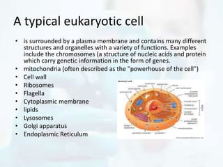A typical eukaryotic cell
• is surrounded by a plasma membrane and contains many different
structures and organelles with a variety of functions. Examples
include the chromosomes (a structure of nucleic acids and protein
which carry genetic information in the form of genes.
• mitochondria (often described as the "powerhouse of the cell")
• Cell wall
• Ribosomes
• Flagella
• Cytoplasmic membrane
• lipids
• Lysosomes
• Golgi apparatus
• Endoplasmic Reticulum
 