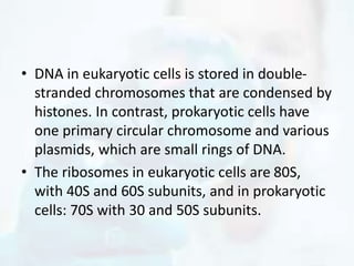 • DNA in eukaryotic cells is stored in double-
stranded chromosomes that are condensed by
histones. In contrast, prokaryotic cells have
one primary circular chromosome and various
plasmids, which are small rings of DNA.
• The ribosomes in eukaryotic cells are 80S,
with 40S and 60S subunits, and in prokaryotic
cells: 70S with 30 and 50S subunits.
 