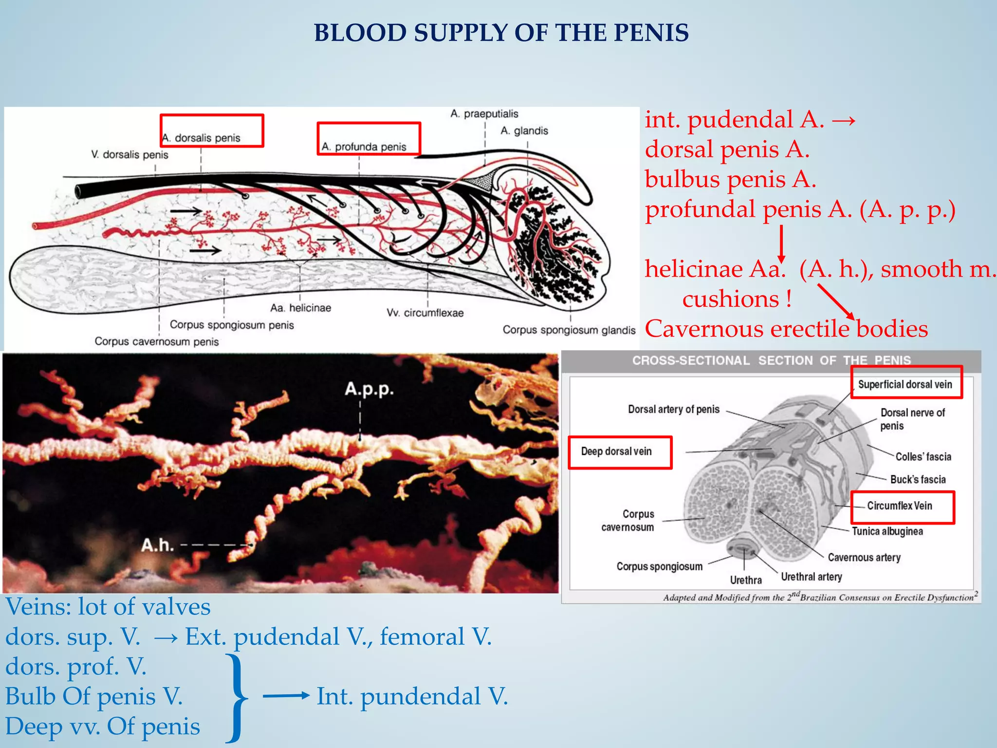 morphology-and-histology-of-the-penis-2019-ed-ld-pdf