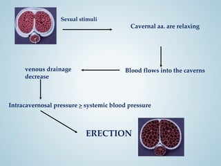 morphology-and-histology-of-the-penis_2019_ED_LD.pdf