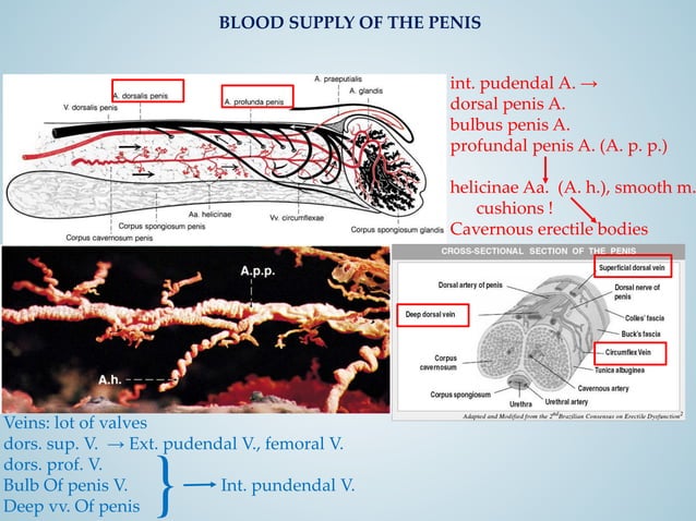 Filacio morphology-and-histology-of-the-penis_2019_ED_LD.pdf