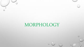 MORPHOLOGY
 