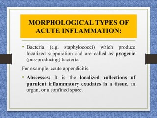 • Bacteria (e.g. staphylococci) which produce
localized suppuration and are called as pyogenic
(pus-producing) bacteria.
For example, acute appendicitis.
• Abscesses: It is the localized collections of
purulent inflammatory exudates in a tissue, an
organ, or a confined space.
MORPHOLOGICAL TYPES OF
ACUTE INFLAMMATION:
 