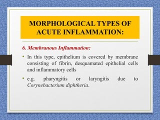 6. Membranous Inflammation:
• In this type, epithelium is covered by membrane
consisting of fibrin, desquamated epithelial cells
and inflammatory cells
• e.g. pharyngitis or laryngitis due to
Corynebacterium diphtheria.
MORPHOLOGICAL TYPES OF
ACUTE INFLAMMATION:
 