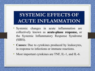 • Systemic changes in acute inflammation are
collectively known as acute-phase response, or
the Systemic Inflammatory Response Syndrome
(SIRS).
• Causes: Due to cytokines produced by leukocytes,
in response to infections or immune reactions.
• Most important cytokines are TNF, IL-1, and IL-6.
SYSTEMIC EFFECTS OF
ACUTE INFLAMMATION
 