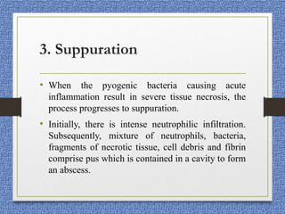 3. Suppuration
• When the pyogenic bacteria causing acute
inflammation result in severe tissue necrosis, the
process progresses to suppuration.
• Initially, there is intense neutrophilic infiltration.
Subsequently, mixture of neutrophils, bacteria,
fragments of necrotic tissue, cell debris and fibrin
comprise pus which is contained in a cavity to form
an abscess.
 