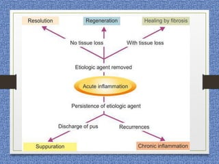 Morphology of-acute-inflammation