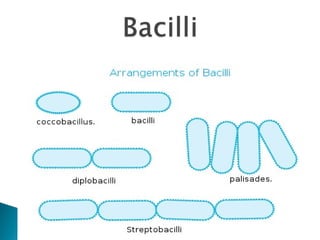 Bacillus Rugosus Morphology-of-bacteria-_1_ microbiology.ppt