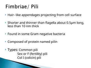 Morphology-of-bacteria-_1_ microbiology.ppt