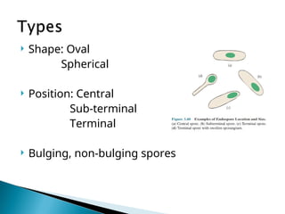 Morphology-of-bacteria-_1_ microbiology.ppt