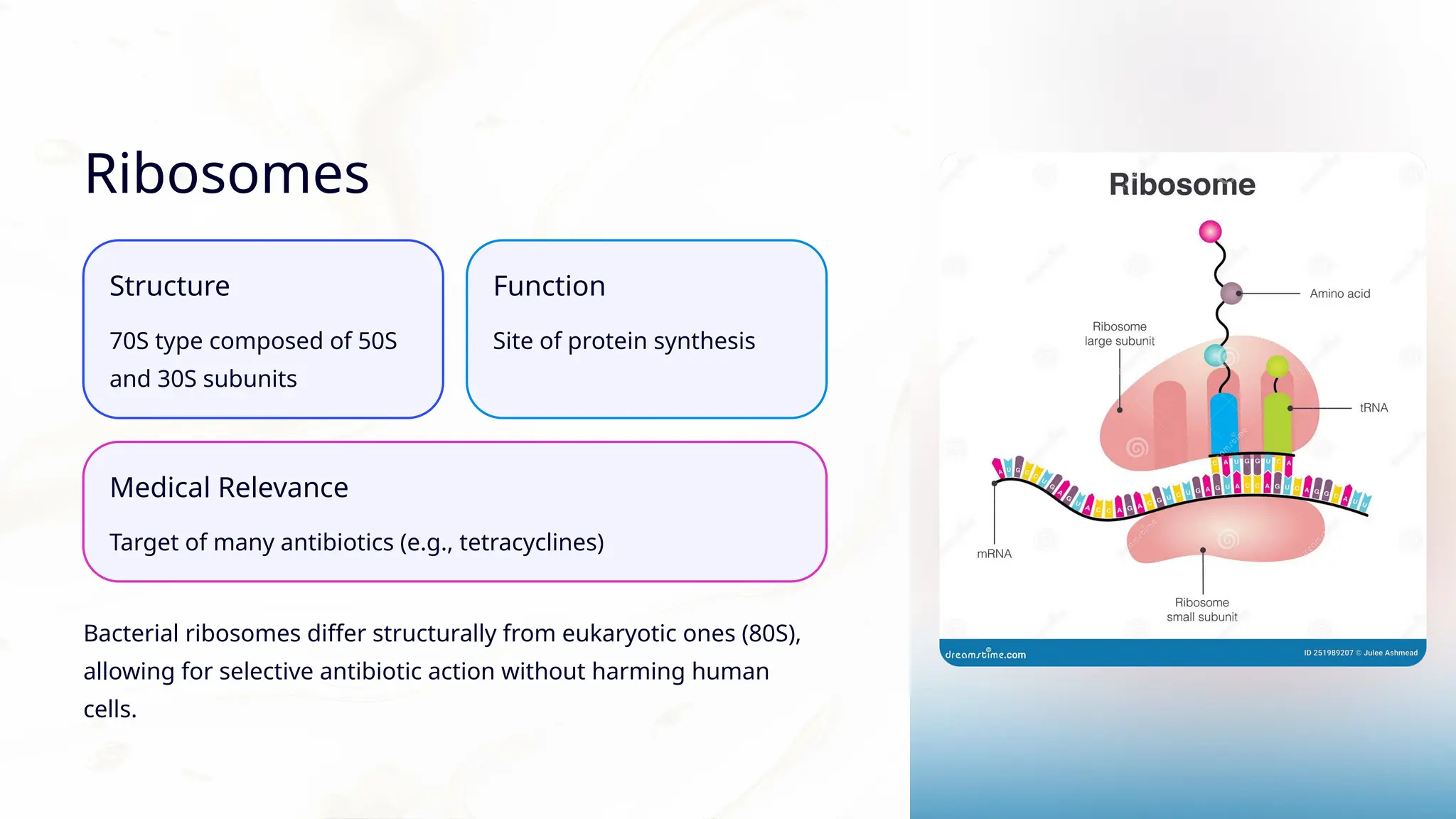 Morphology of Bacteria & Structure of Bacterial Cell | PPTX