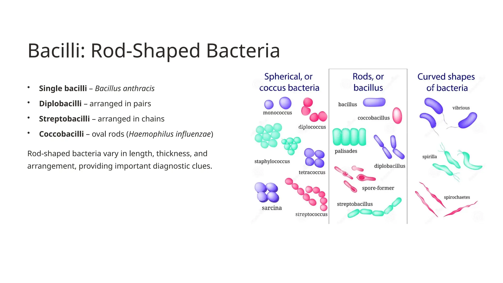 Morphology of Bacteria & Structure of Bacterial Cell | PPTX