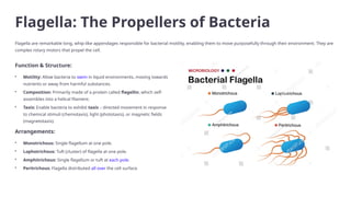Morphology of Bacteria & Structure of Bacterial Cell | PPTX