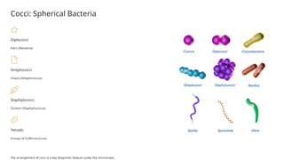 Micrococus Api Key Morphology of Bacteria & Structure of Bacterial Cell | PPTX