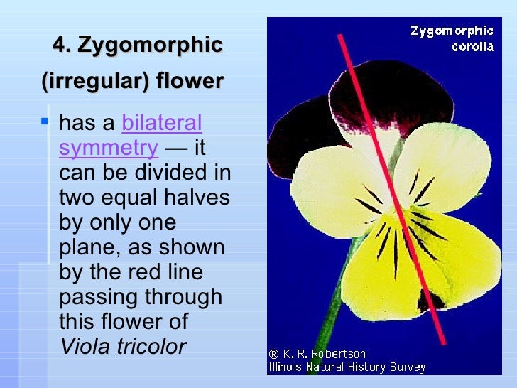 Morphology Of Flower Part 2