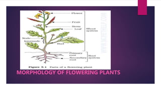 MORPHOLOGY OF FLOWERING PLANTS
 