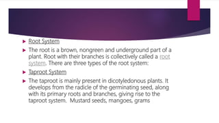 morphology-of-flowering-plants-5.pptx