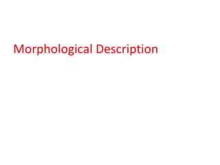 Morphological Description 