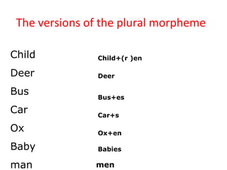 The versions of the plural morpheme Child Deer Bus Car Ox Baby man Child+(r )en Deer  Bus+es Car+s Ox+en Babies men 