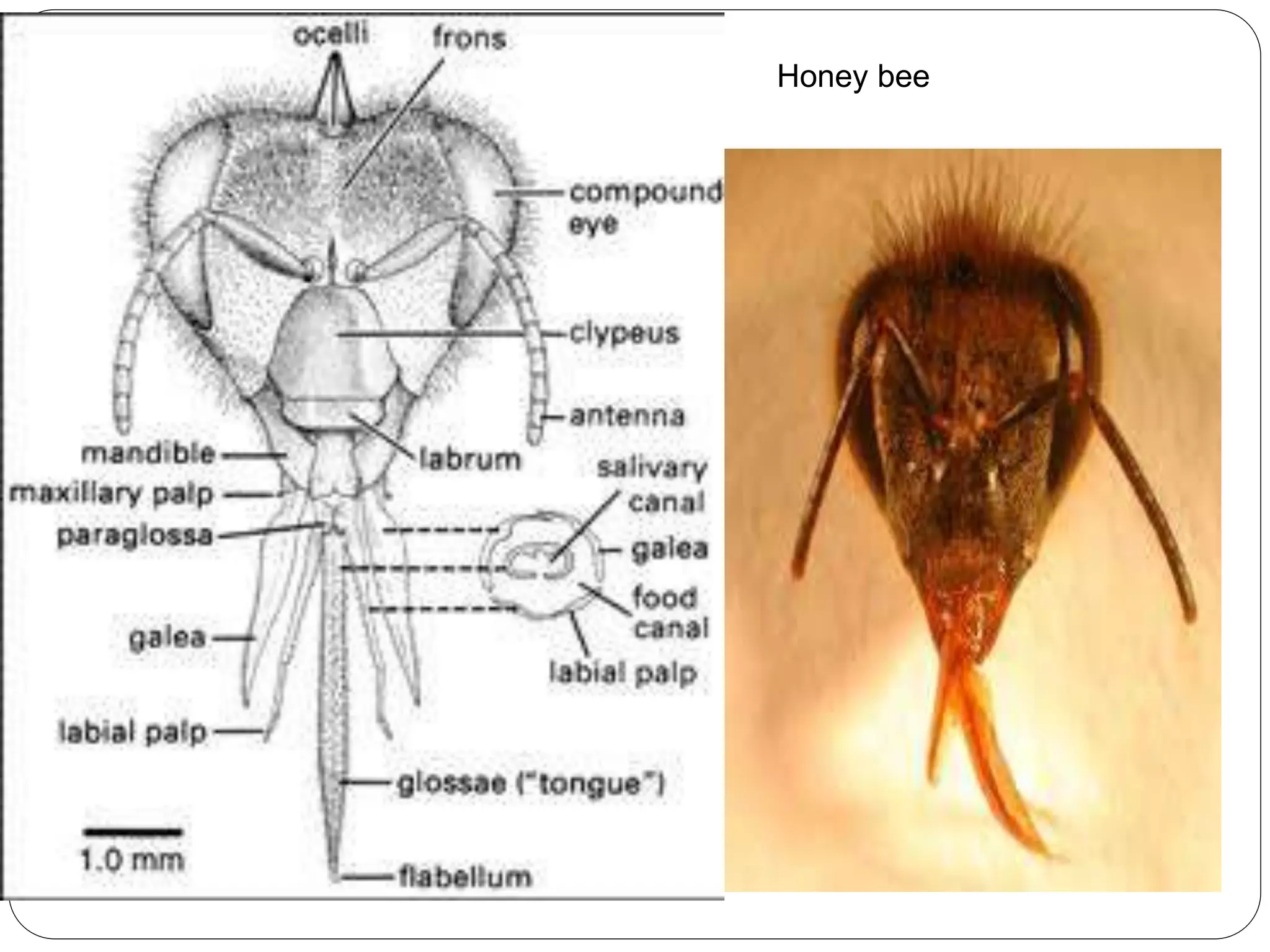 Insect mouthparts.pdf