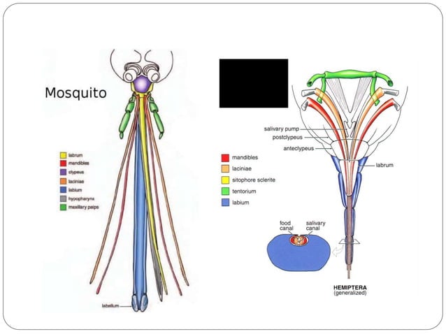 Insect mouthparts.pdf