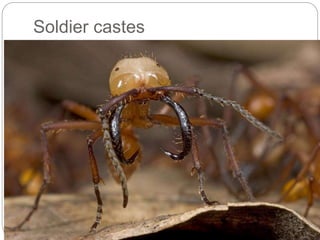 Insect mouthparts.pdf