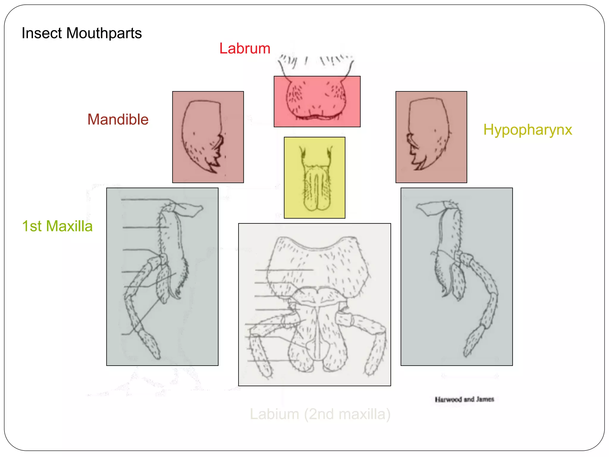 Insect Mouthparts PPTX