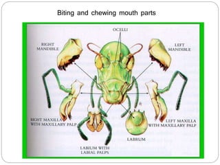 Biting and chewing mouth parts
 