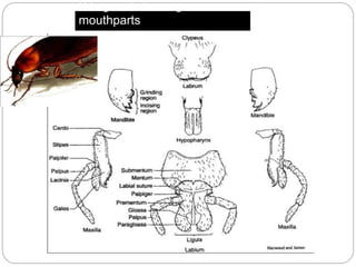 Biting and chewing
mouthparts
 