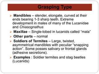 Grasping Type
 Mandibles – slender, elongate, curved at their
ends bearing 1-3 sharp teeth. Extreme
development in males of many of the Lucanidae
and Chiasognathus
 Maxillae – Single-lobed in lucanids called “mala”
 Other parts – normal
 Soldiers of Termites – Large, twisted,
asymmetrical mandibles with peculiar “snapping
action”. Some posses salivary or frontal glands
(adhesive secretions).
 Examples : Soldier termites and stag beetles
(Lucanids)
 