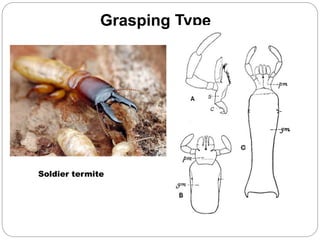 Grasping Type
Soldier termite
 
