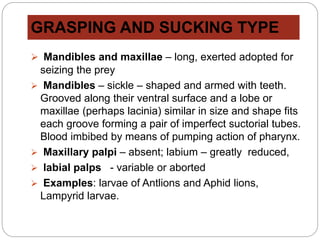 GRASPING AND SUCKING TYPE
 Mandibles and maxillae – long, exerted adopted for
seizing the prey
 Mandibles – sickle – shaped and armed with teeth.
Grooved along their ventral surface and a lobe or
maxillae (perhaps lacinia) similar in size and shape fits
each groove forming a pair of imperfect suctorial tubes.
Blood imbibed by means of pumping action of pharynx.
 Maxillary palpi – absent; labium – greatly reduced,
 labial palps - variable or aborted
 Examples: larvae of Antlions and Aphid lions,
Lampyrid larvae.
 