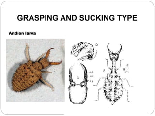 GRASPING AND SUCKING TYPE
Antlion larva
 