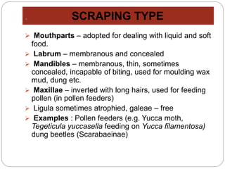 . SCRAPING TYPE
 Mouthparts – adopted for dealing with liquid and soft
food.
 Labrum – membranous and concealed
 Mandibles – membranous, thin, sometimes
concealed, incapable of biting, used for moulding wax
mud, dung etc.
 Maxillae – inverted with long hairs, used for feeding
pollen (in pollen feeders)
 Ligula sometimes atrophied, galeae – free
 Examples : Pollen feeders (e.g. Yucca moth,
Tegeticula yuccasella feeding on Yucca filamentosa)
dung beetles (Scarabaeinae)
 