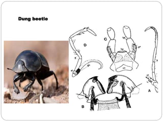 Dung beetle
 