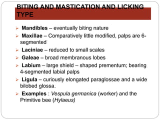BITING AND MASTICATION AND LICKING
TYPE
 Mandibles – eventually biting nature
 Maxillae – Comparatively little modified, palps are 6-
segmented
 Laciniae – reduced to small scales
 Galeae – broad membranous lobes
 Labium – large shield – shaped prementum; bearing
4-segmented labial palps
 Ligula – curiously elongated paraglossae and a wide
bilobed glossa.
 Examples : Vespula germanica (worker) and the
Primitive bee (Hylaeus)
 