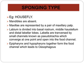 SPONGING TYPE
Eg: HOUSEFLY.
 Mandibles are absent.
 Maxillae are represented by a pair of maxillary palp.
 Labium is divided into basal rostrum, middle haustellum
and distal labellar lobes. Labella are tranversed by
small channels known as pseudotrachia which
converge at one point and open into the food channel.
 Epipharynx and hypopharynx together form the food
channel which leads to Oesophagous
 