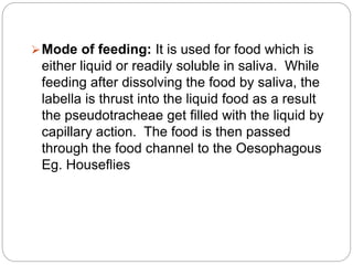 Mode of feeding: It is used for food which is
either liquid or readily soluble in saliva. While
feeding after dissolving the food by saliva, the
labella is thrust into the liquid food as a result
the pseudotracheae get filled with the liquid by
capillary action. The food is then passed
through the food channel to the Oesophagous
Eg. Houseflies
 