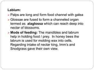 Labium:
 Palps are long and form food channel with galea
 Glossae are fused to form a channeled organ
termed as alaglossa which can reach deep into
nectar of blossoms.
 Mode of feeding: The mandibles and labrum
help in holding food / prey. In honey bees the
labrum is used for molding wax into cells.
Regarding intake of nectar king, Imm’s and
Snodgrass gave their own view.
 