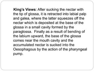 King’s Views: After sucking the nectar with
the tip of glossa, it is retracted into labial palp
and galea, where the latter squeezes off the
nectar which is deposited at the base of the
glossa in a small cavity formed by the
paraglossa. Finally as a result of bending of
the labium upward, the base of the glossa
comes near the mouth cavity and the
accumulated nectar is sucked into the
Oesophagous by the action of the pharyngeal
pump.
 
