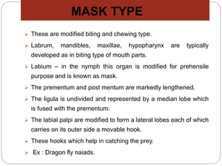MASK TYPE
 These are modified biting and chewing type.
 Labrum, mandibles, maxillae, hypopharynx are typically
developed as in biting type of mouth parts.
 Labium – in the nymph this organ is modified for prehensile
purpose and is known as mask.
 The prementum and post mentum are markedly lengthened.
 The ligula is undivided and represented by a median lobe which
is fused with the prementum.
 The labial palpi are modified to form a lateral lobes each of which
carries on its outer side a movable hook.
 These hooks which help in catching the prey.
 Ex : Dragon fly naiads.
 