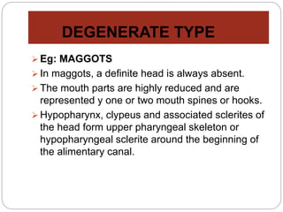 DEGENERATE TYPE
 Eg: MAGGOTS
 In maggots, a definite head is always absent.
 The mouth parts are highly reduced and are
represented y one or two mouth spines or hooks.
 Hypopharynx, clypeus and associated sclerites of
the head form upper pharyngeal skeleton or
hypopharyngeal sclerite around the beginning of
the alimentary canal.
 