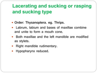 Lacerating and sucking or rasping
and sucking type
 Order: Thysanoptera. eg. Thrips.
 Labrum, labium and bases of maxillae combine
and unite to form a mouth cone.
 Both maxillae and the left mandible are modified
as stylets.
 Right mandible rudimentary.
 Hypopharynx reduced.
 