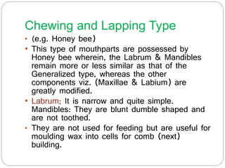 Chewing and Lapping Type
• (e.g. Honey bee)
• This type of mouthparts are possessed by
Honey bee wherein, the Labrum & Mandibles
remain more or less similar as that of the
Generalized type, whereas the other
components viz. (Maxillae & Labium) are
greatly modified.
• Labrum; It is narrow and quite simple.
Mandibles: They are blunt dumble shaped and
are not toothed.
• They are not used for feeding but are useful for
moulding wax into cells for comb (next)
building.
 