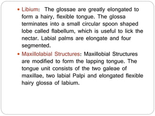  Libium: The glossae are greatly elongated to
form a hairy, flexible tongue. The glossa
terminates into a small circular spoon shaped
lobe called flabellum, which is useful to lick the
nectar. Labial palms are elongate and four
segmented.
 Maxillolabial Structures: Maxillobial Structures
are modified to form the lapping tongue. The
tongue unit consists of the two galeae of
maxillae, two labial Palpi and elongated flexible
hairy glossa of labium.
 