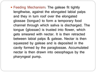  Feeding Mechanism: The galeae fit tightly
lengthwise, against the elongated labial palps
and they in turn roof over the elongated
glossae (tongue) to form a temporary food
channel through which saliva is discharged. The
tongue (glossae) is trusted into flower, which
gets smeared with nectar. It is then retracted
between labial palps & galeae. Nectar is then
squeezed by galeae and is deposited in the
cavity formed by the paraglossae. Accumulated
nectar is then drawn into oesophagus by the
pharyngeal pump.
 