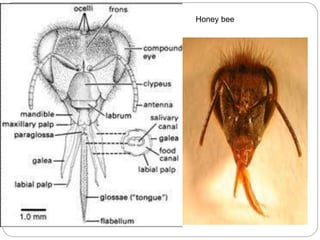 Honey bee
 
