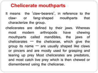 Chelicerate mouthparts
It means the ‘claw-bearers’, in reference to the
claw- or fang-shaped mouthparts that
characterize the group.
chelicerates are defined by their jaws. Whereas
most modern arthropods have chewing
mouthparts called mandibles, the jaws of
chelicerates — the chelicerae, which give the
group its name — are usually shaped like claws
or pincers and are mostly used for grasping and
tearing up prey Most chelicerates are predators,
and most catch live prey which is then chewed or
dismembered using the chelicerae.
 